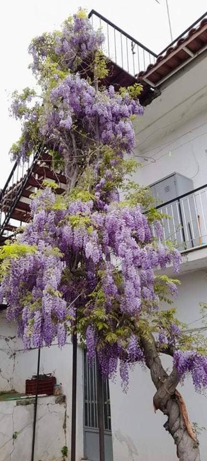 הוילה איגיו Vacation House Dionysia מראה חיצוני תמונה